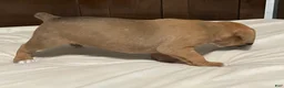 Boxer dogs for sale: Big Boy - Ad 18