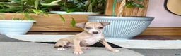 Italian Greyhound dogs for sale: Italian Greyhound female 1 fawn and white  - Ad 15