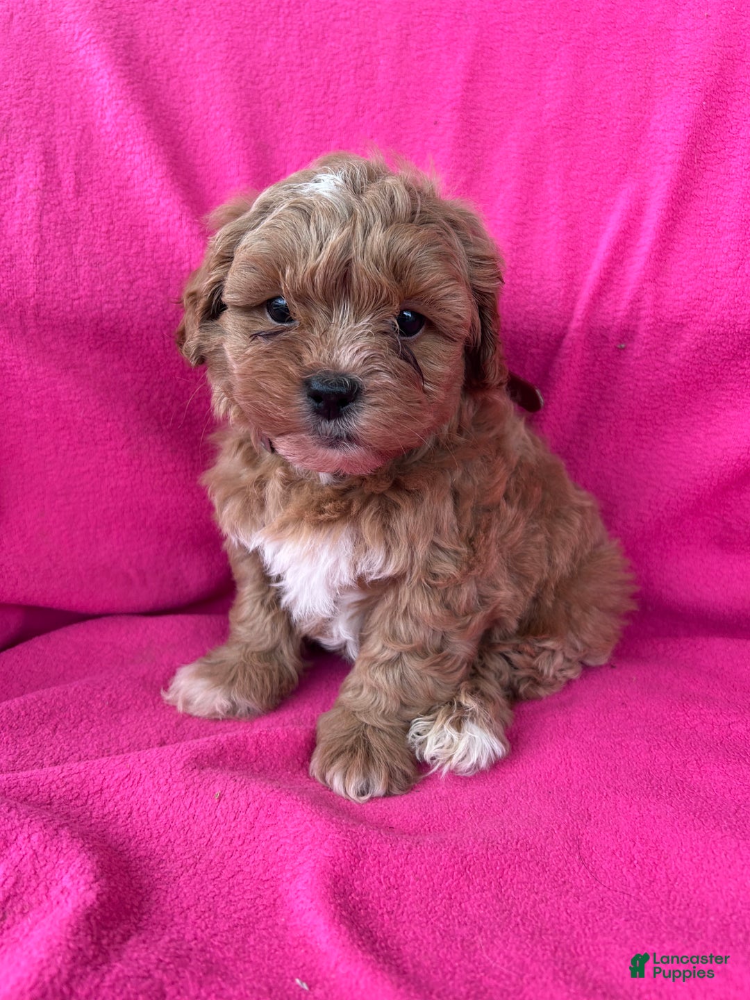 Shihpoo dogs for sale: MARLIE - Ad 2