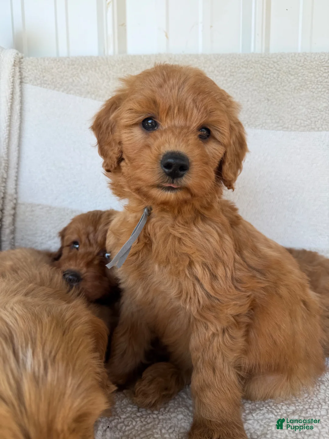 Mini Goldendoodle dogs for sale: Mini Goldendoodle Puppy 4 - Ad 7