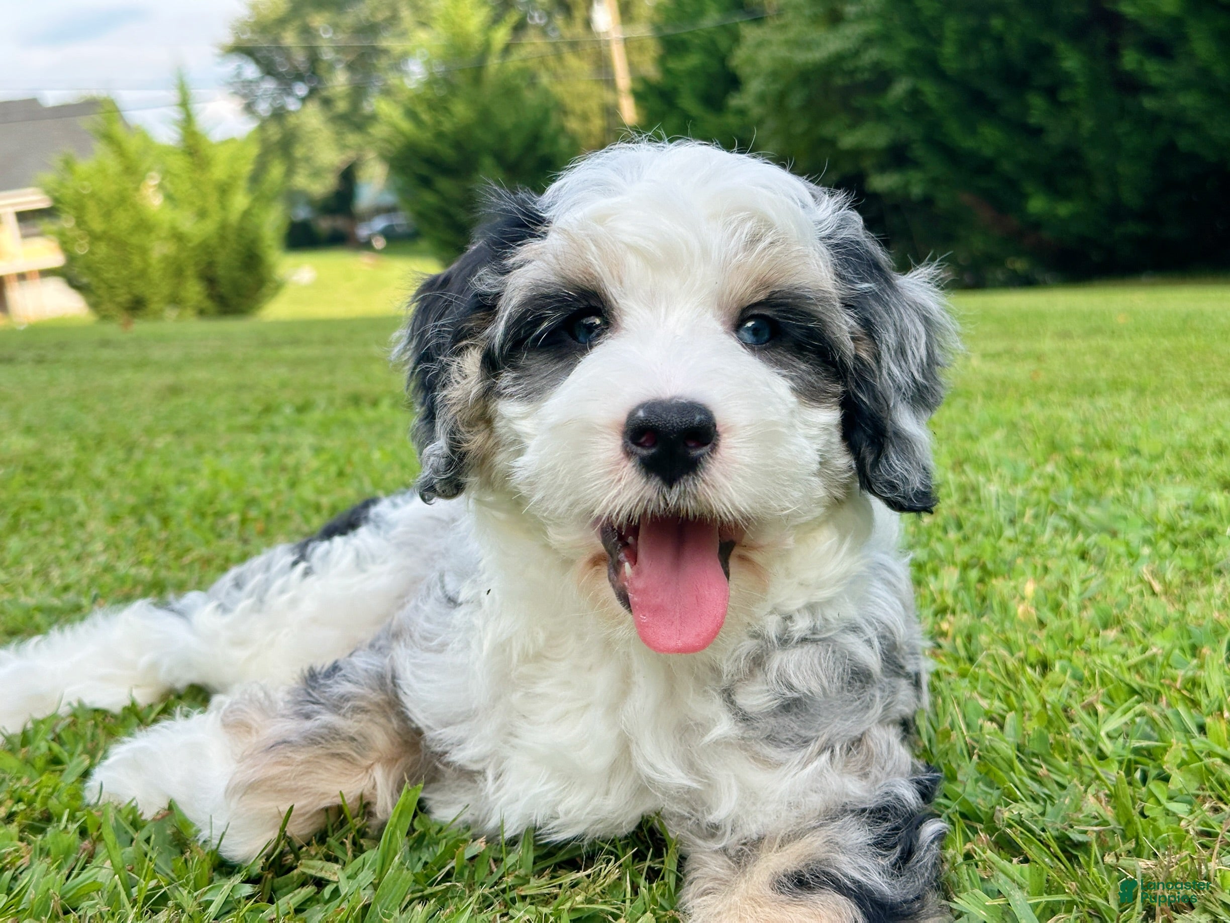 Mini Bernedoodle dogs 🏝️ 🌊 CABANA 🌊 🏝️  - Ad 2