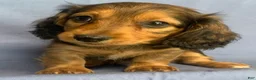 Miniature Dachshund dogs for sale: Charlie - Ad 5