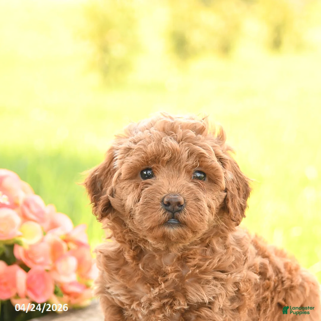 Miniature Poodle dogs for sale: Daffodil - Ad 5