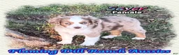 Toy Australian Shepherd dogs for sale: Booker - Ad 6
