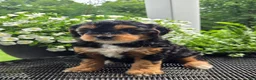 Mini Goldendoodle dogs for sale: Poppy - Ad 4