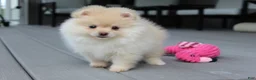 Pomeranian dogs for sale: Cassie - Ad 3
