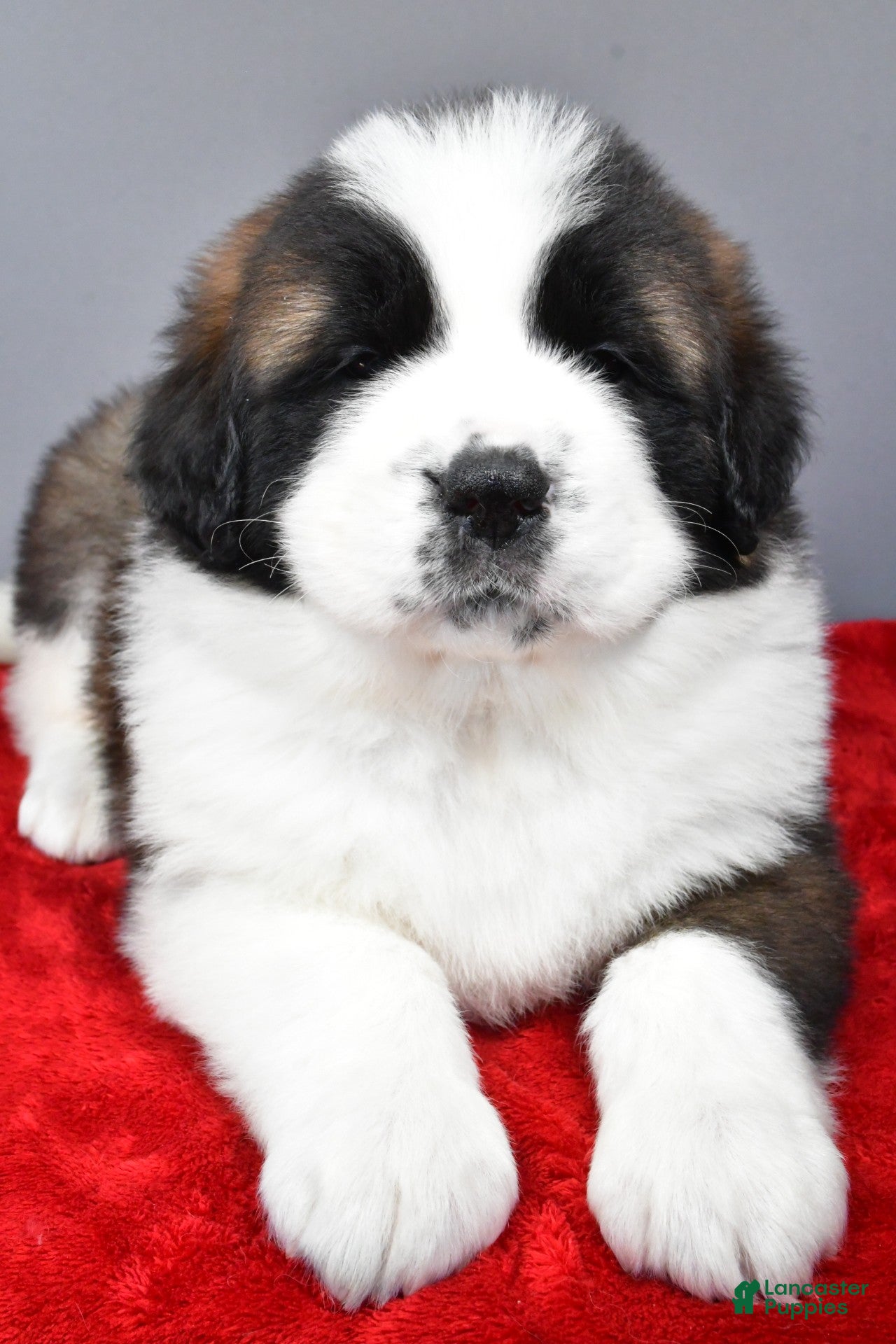Saint Bernard dogs faith - Ad 2