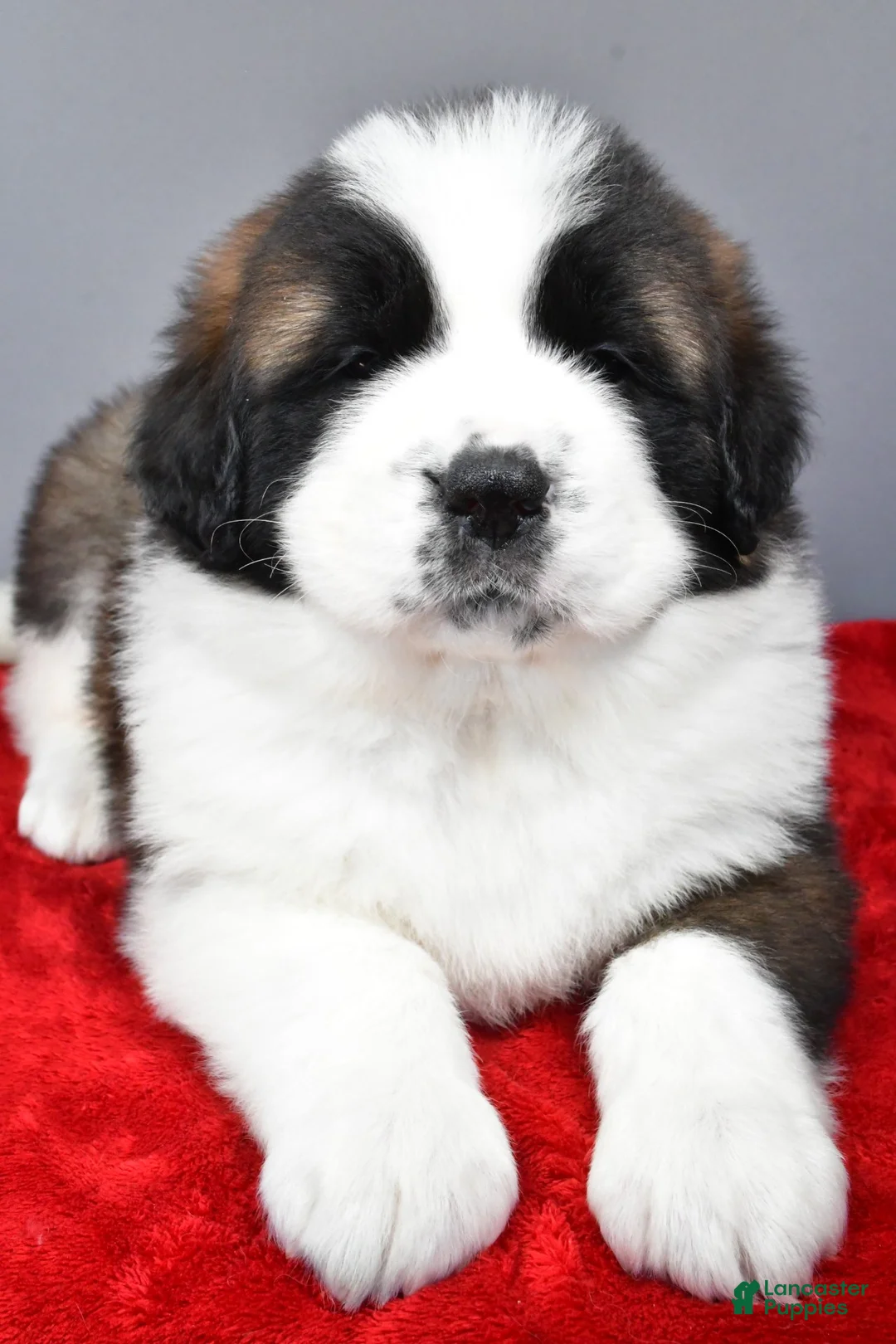 Saint Bernard dogs for sale: faith - Ad 2