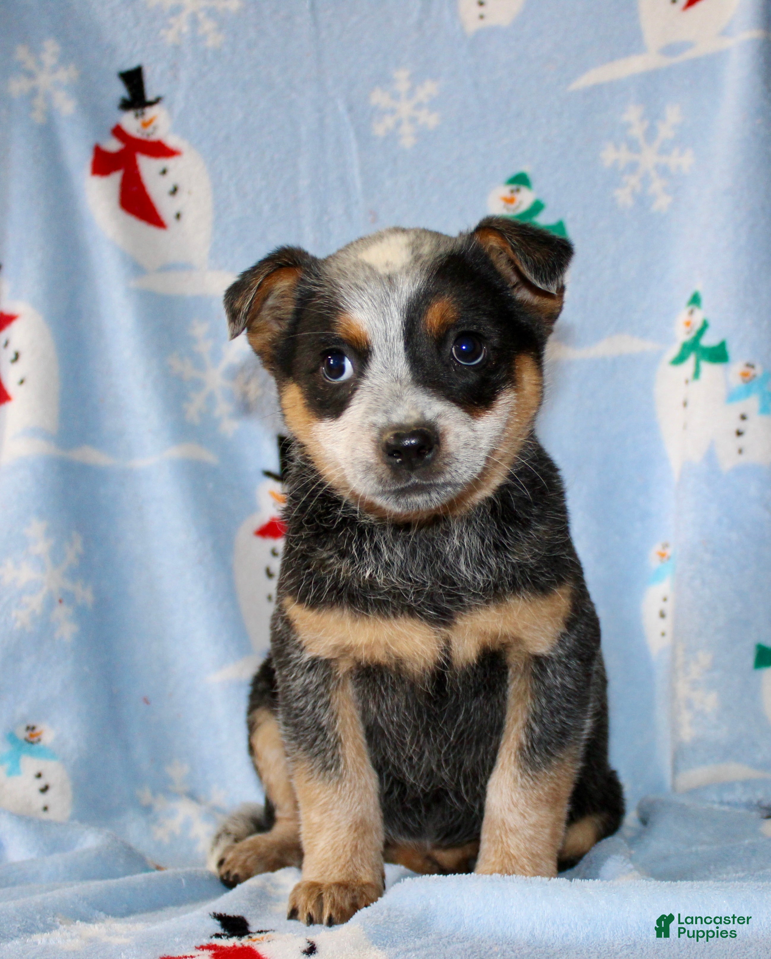 Australian Cattle Dog dogs Tiny - Ad 30