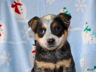 Australian Cattle Dog dogs - Ad 12