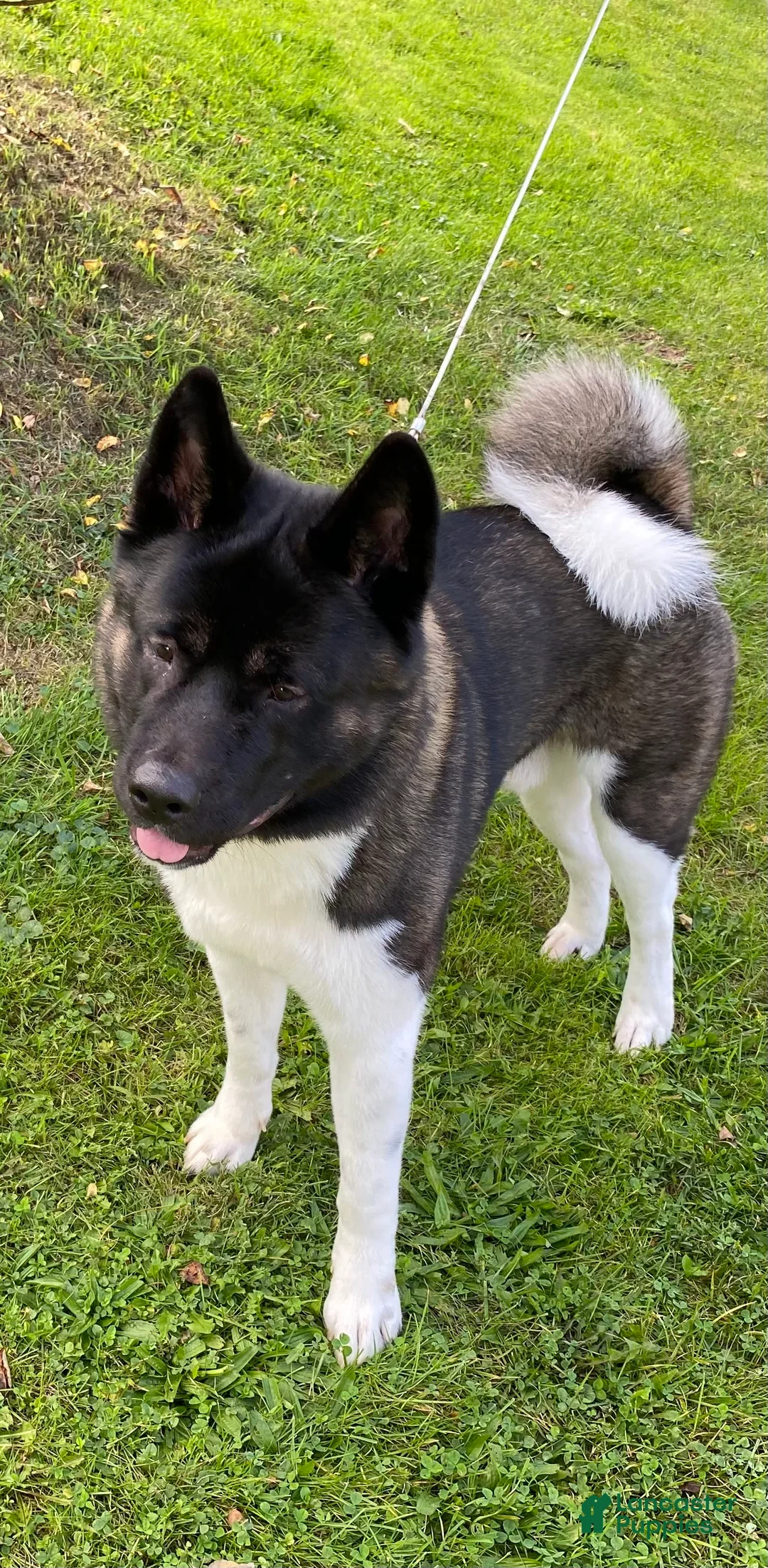 Gallery Image {{count}}