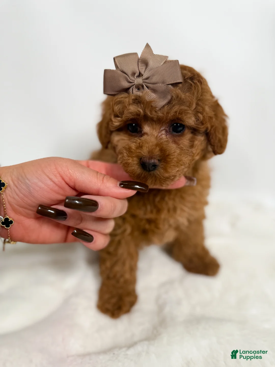 Toy Poodle dogs for sale: Teacup Cocoa  - Ad 3