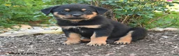 Rottweiler dogs for sale: Titan - Ad 4