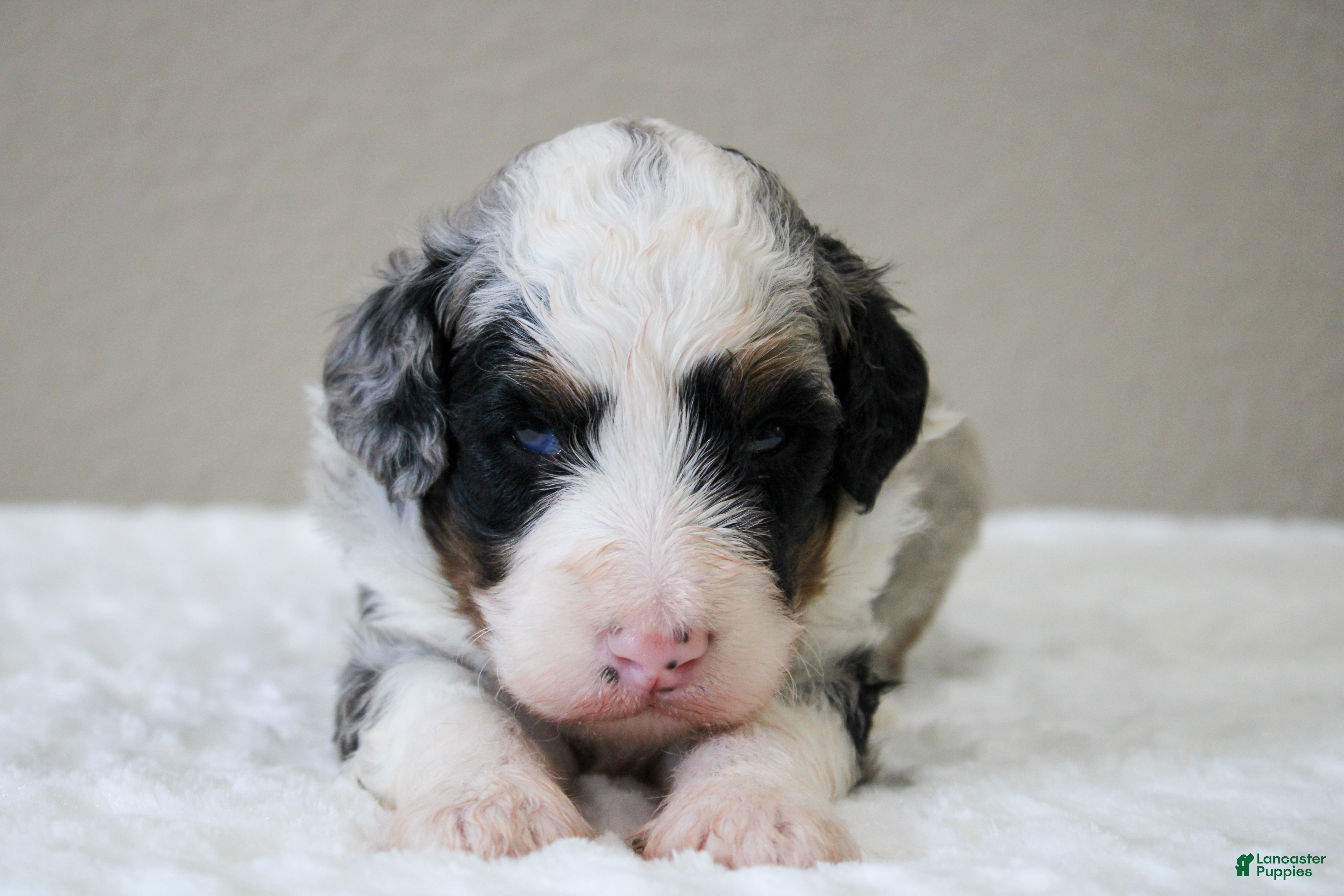 Mini Bernedoodle dogs Scottie  - Ad 2