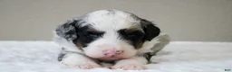 Mini Bernedoodle dogs for sale: Scottie  - Ad 2