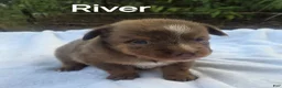 Australian Shepherd dogs for sale: River - Ad 5