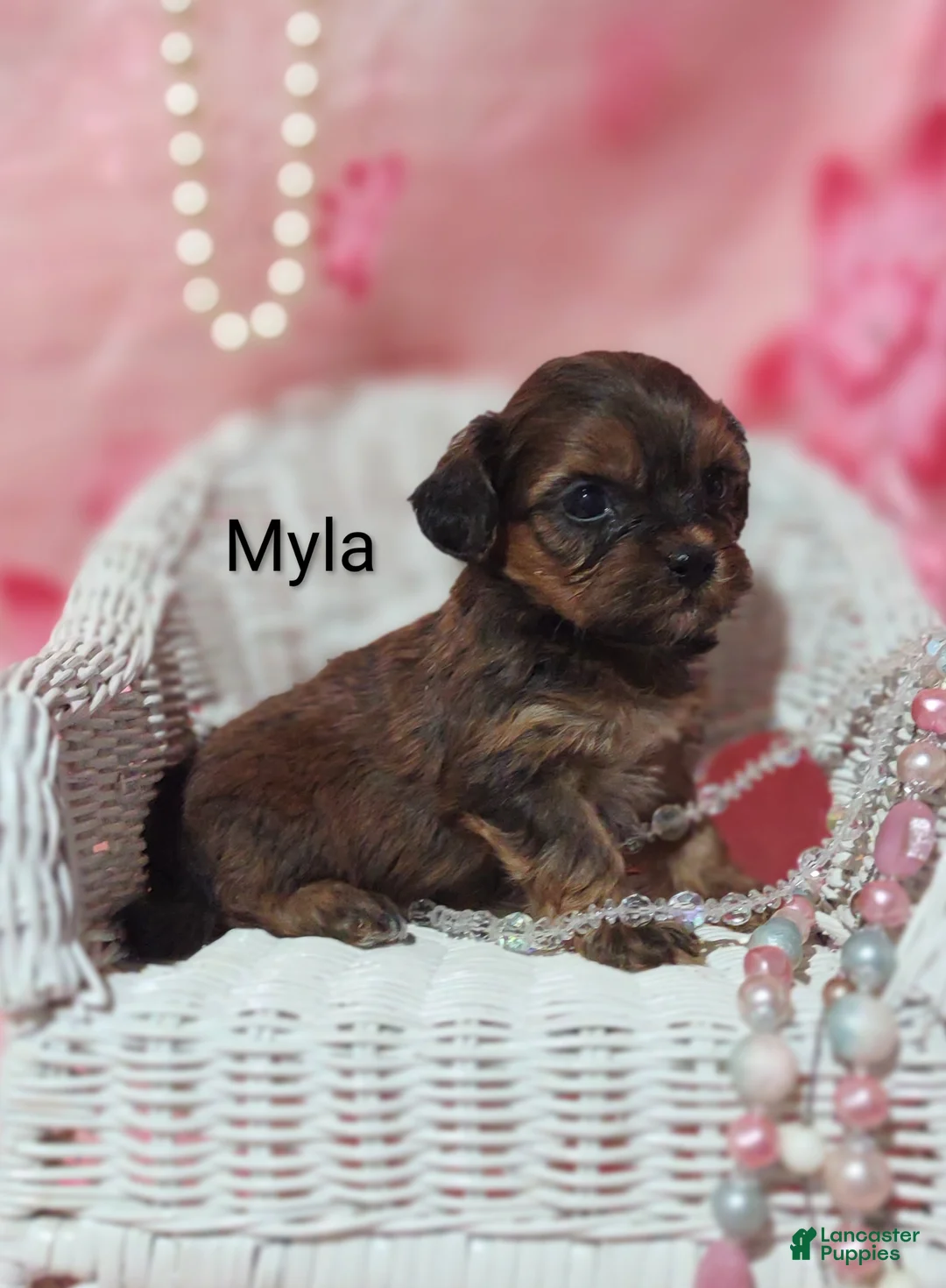 Shihpoo dogs for sale: Shihpoo Puppy 6 Malika  - Ad 27