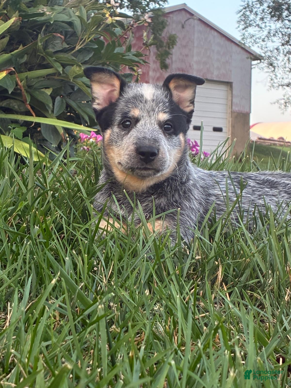 Australian Cattle Dog dogs Emma - Ad 1