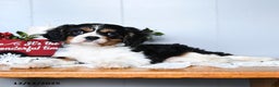 Cavalier King Charles Spaniel dogs for sale: Santa   - Ad 1
