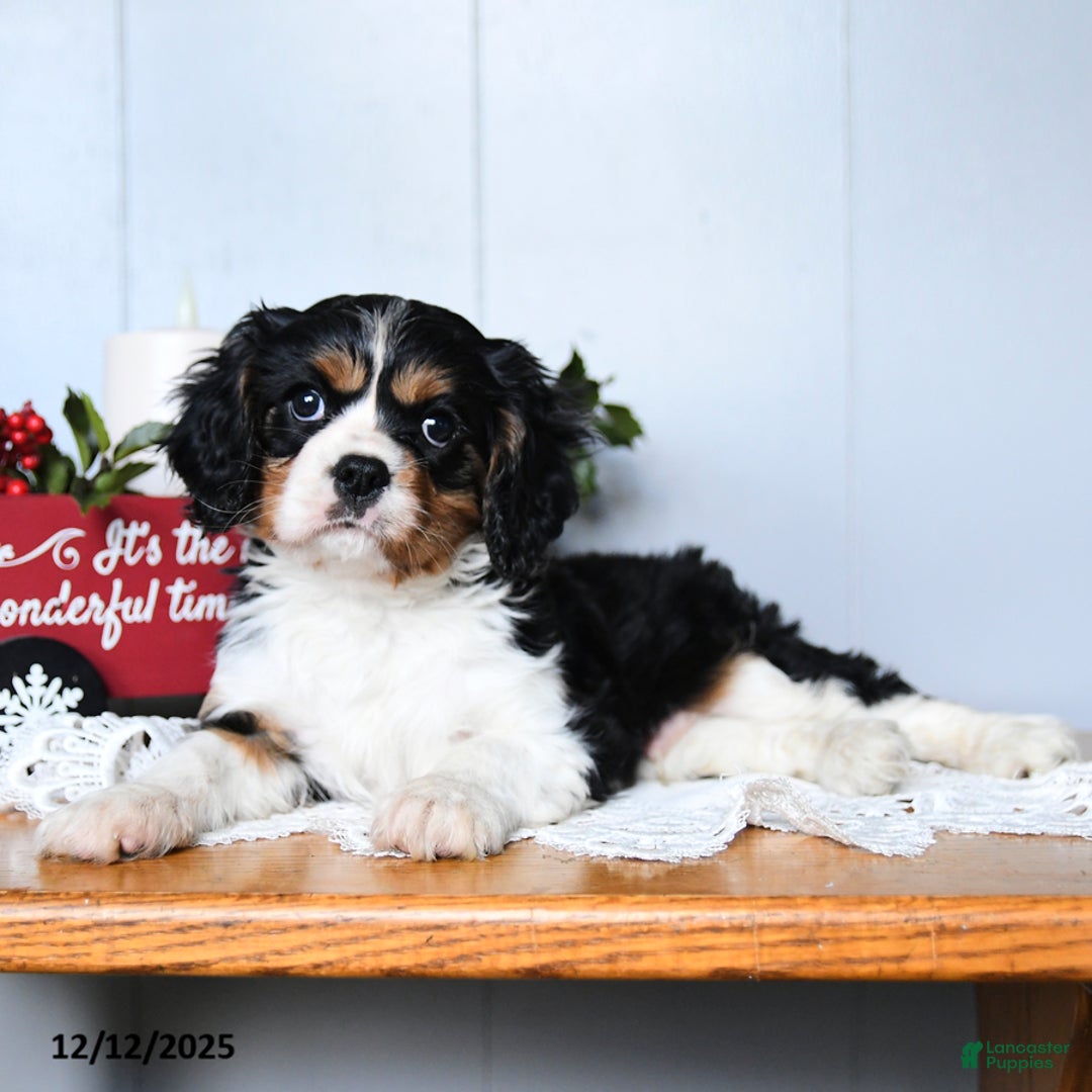 Cavalier King Charles Spaniel dogs for sale: Santa   - Ad 1