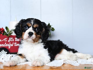Cavalier King Charles Spaniel dogs for sale: Santa - Ad 1