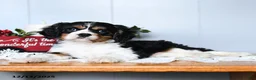 Cavalier King Charles Spaniel dogs for sale: Santa   - Ad 5