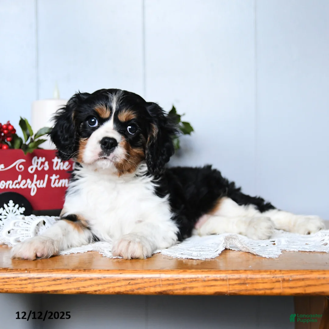 Cavalier King Charles Spaniel dogs for sale: Santa   - Ad 5