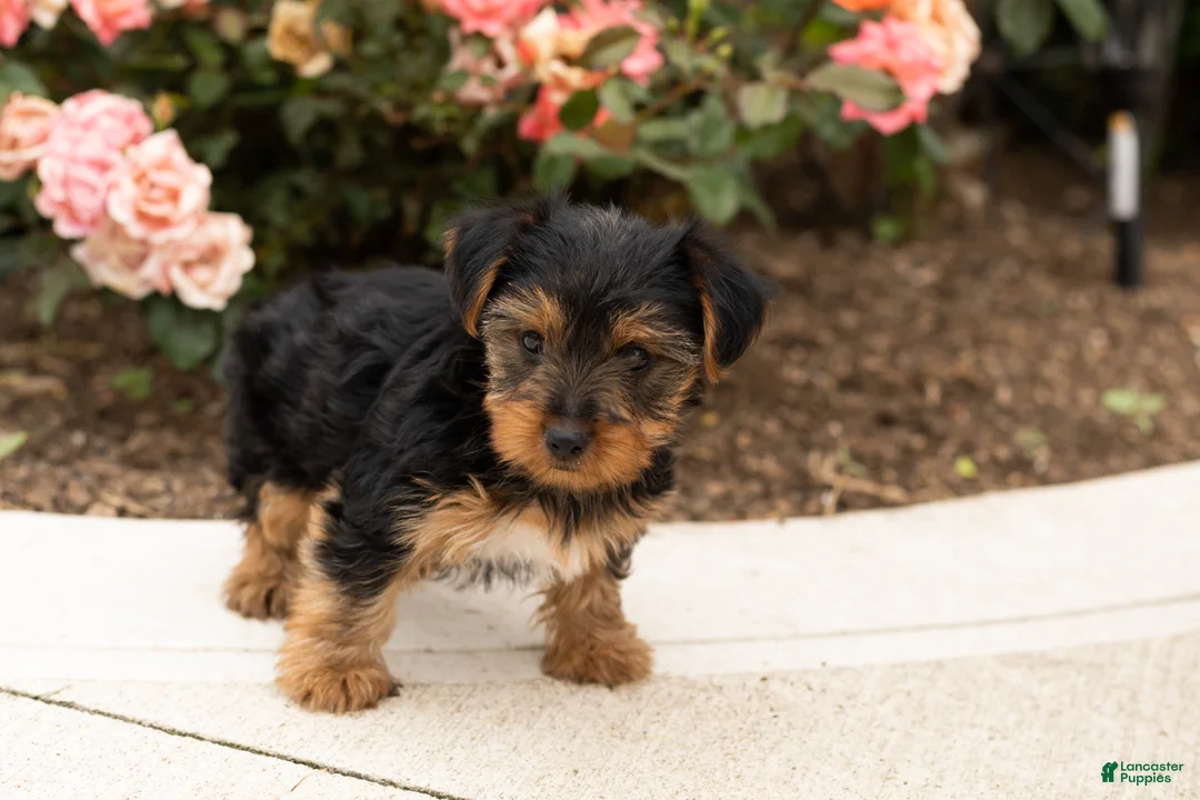 Yorkshire Terrier dogs for sale: Sam - Ad 2