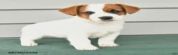 Jack Russell Terrier dogs for sale: Fiona - Ad 3
