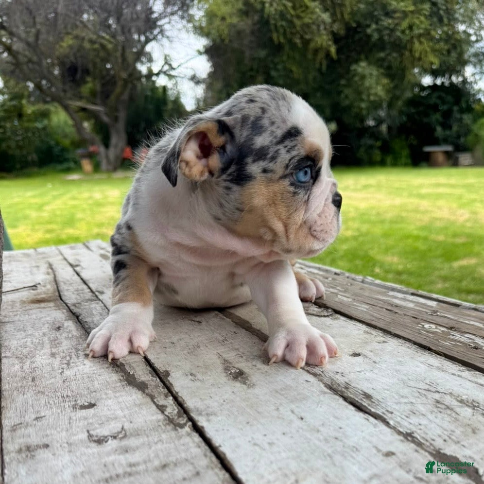 English Bulldog dogs Venom - Ad 2
