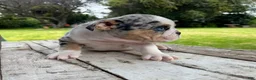 English Bulldog dogs for sale: Venom - Ad 2