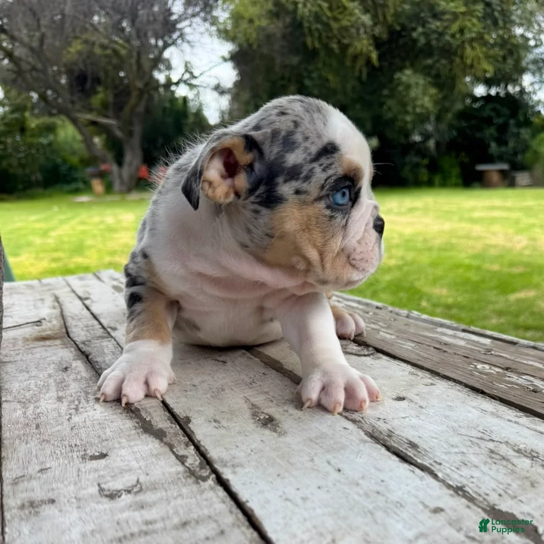 English Bulldog dogs for sale: Venom - Ad 2