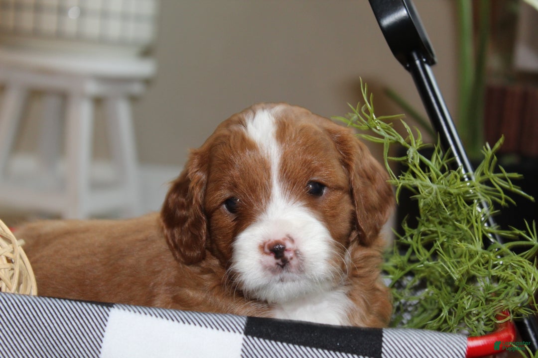 Cavapoo dogs for sale: Ember - F1B Cavapoo Female - Ad 1