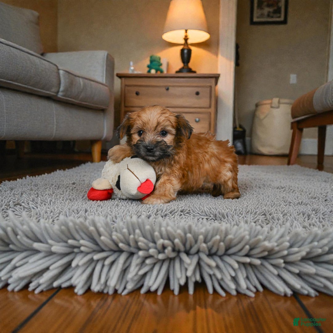 Morkie dogs for sale: KALA - Ad 8