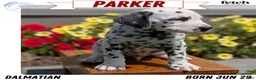 Dalmatian dogs for sale: Parker - Ad 1