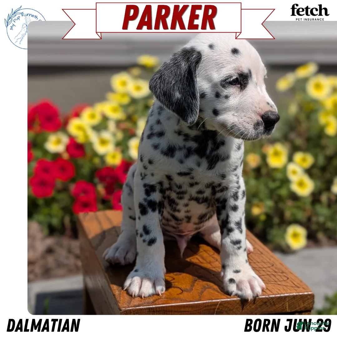 Dalmatian dogs for sale: Parker - Ad 1