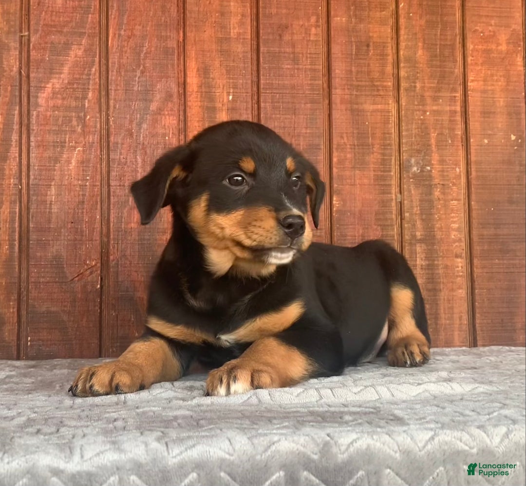 Mixed Breed dogs for sale: Rascal - Ad 4