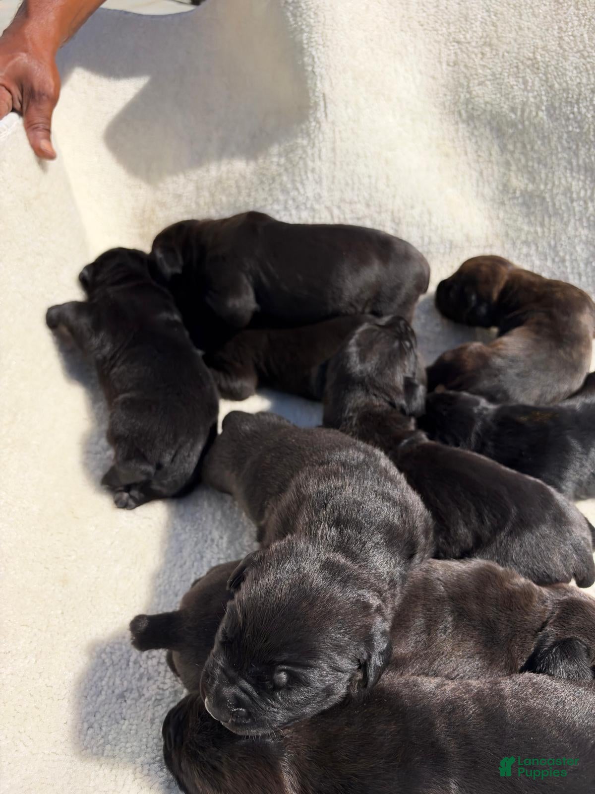 Cane Corso dogs Cane Corso 5 - Ad 1
