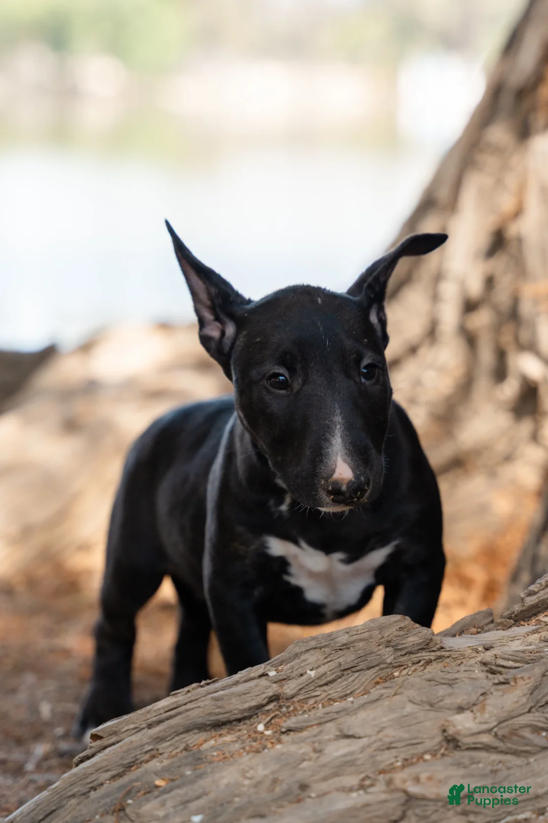 Bull Terrier dogs for sale: Bull Terrier 2 - Ad 2