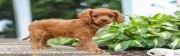Cavapoo dogs for sale: Dax - Ad 12