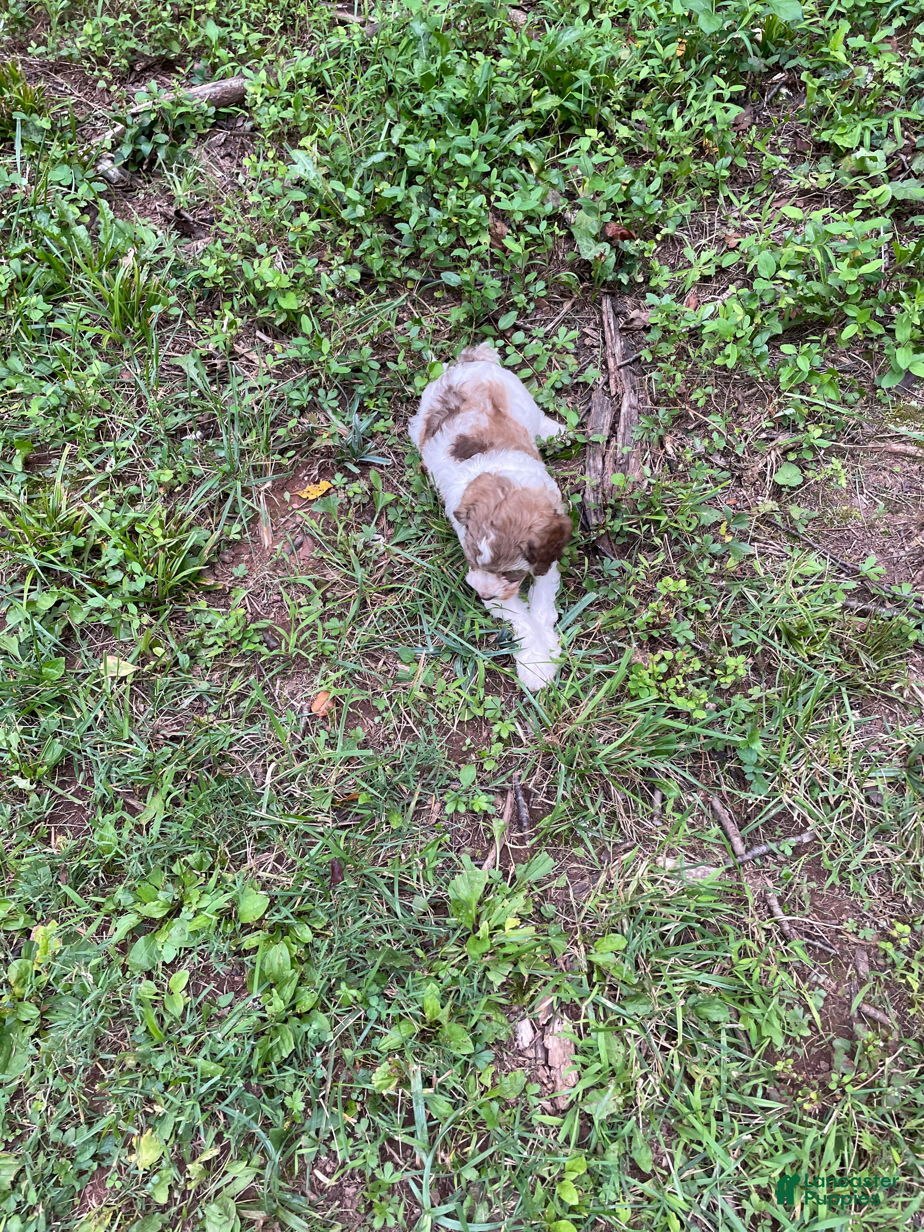 Mini Aussiedoodle dogs Coffee - Ad 2