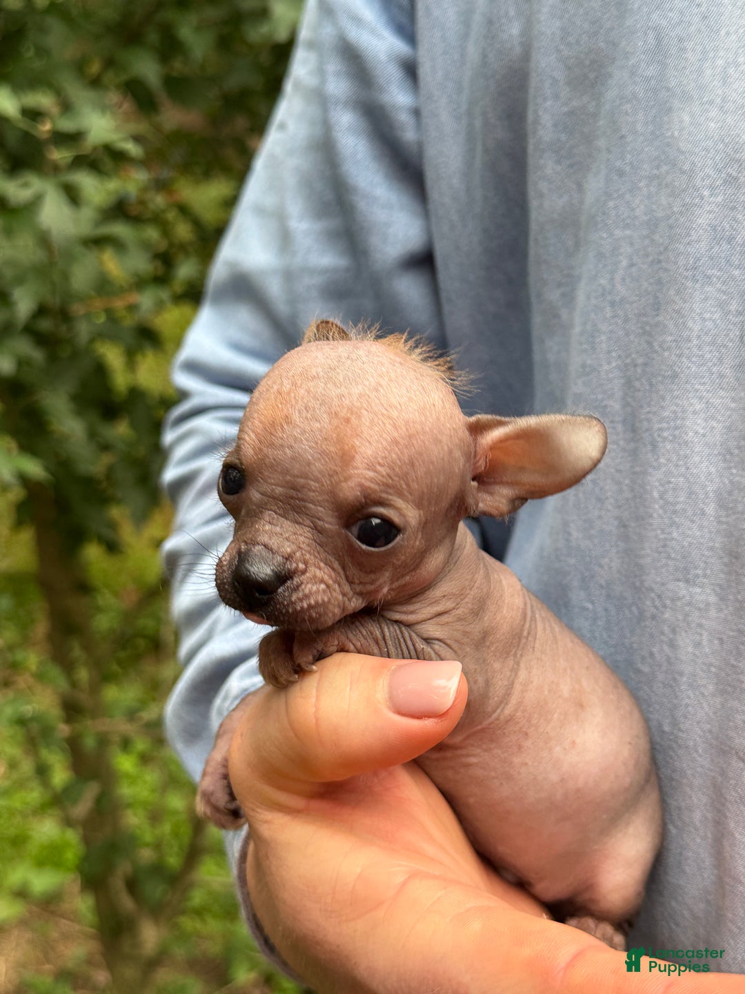 Mixed Breed dogs for sale: Cleopatra  - Ad 60