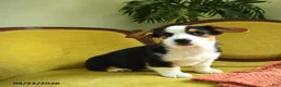Welsh Corgi Pembroke dogs for sale: Titus - Ad 7