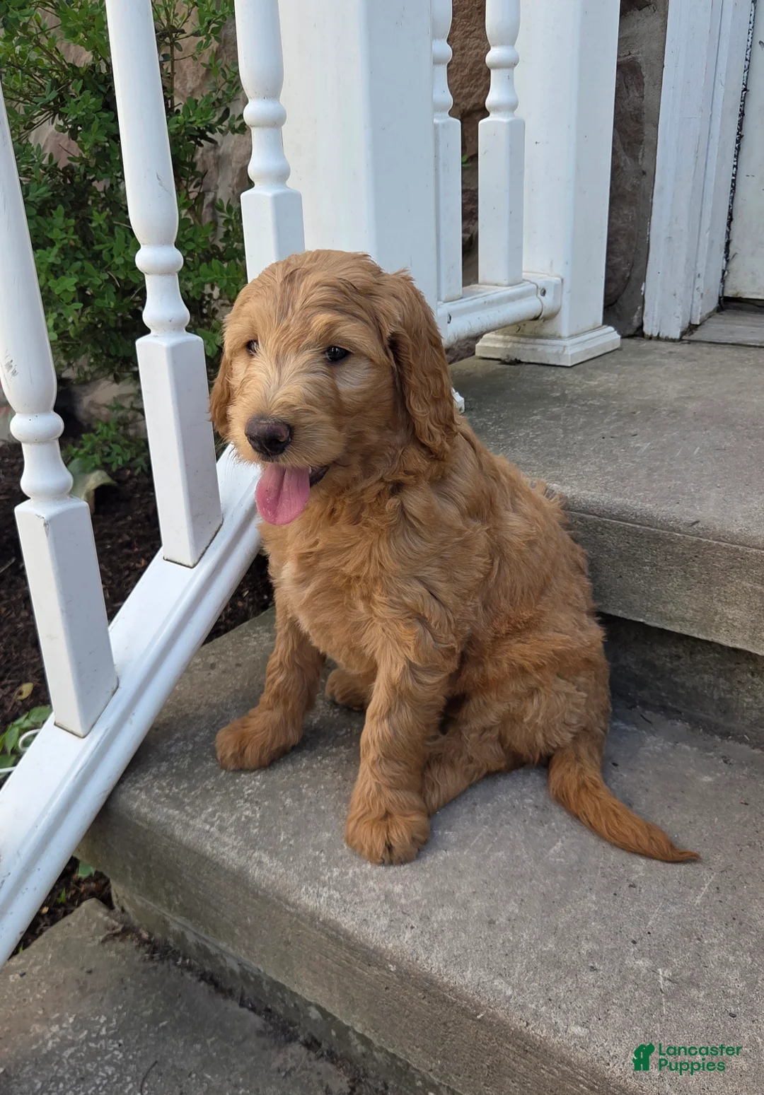 Mini Goldendoodle dogs for sale: Pumpkin  - Ad 3