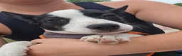 Mixed Breed dogs for sale: Barq's  - Ad 1