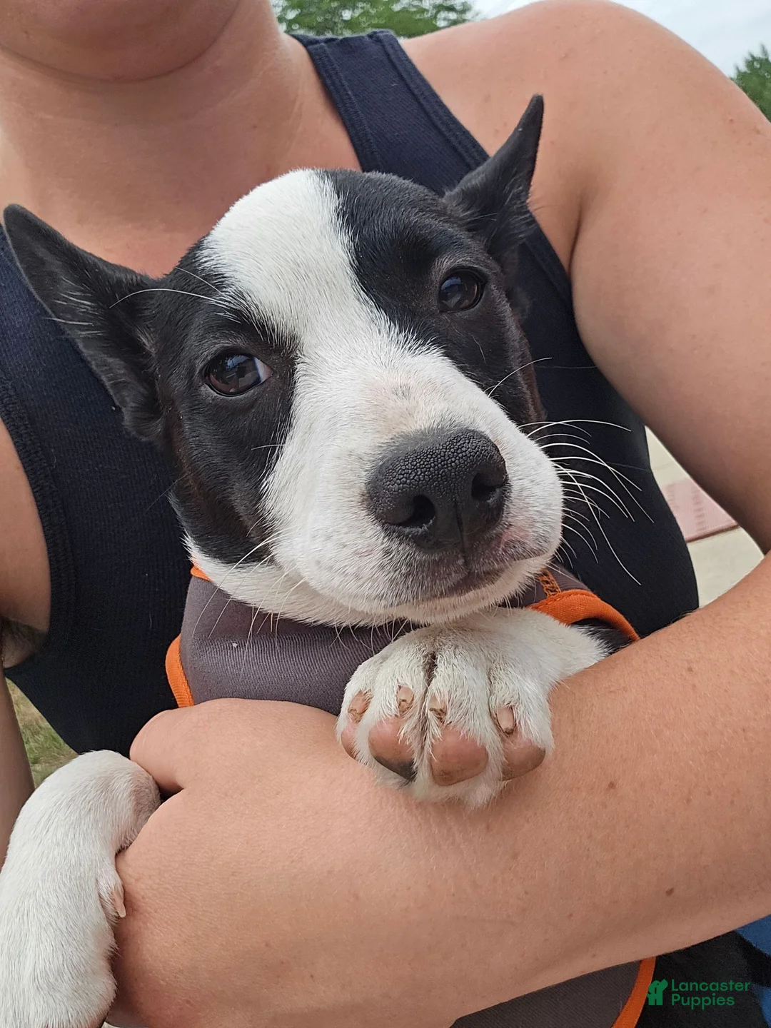 Mixed Breed dogs for sale: Barq's  - Ad 1