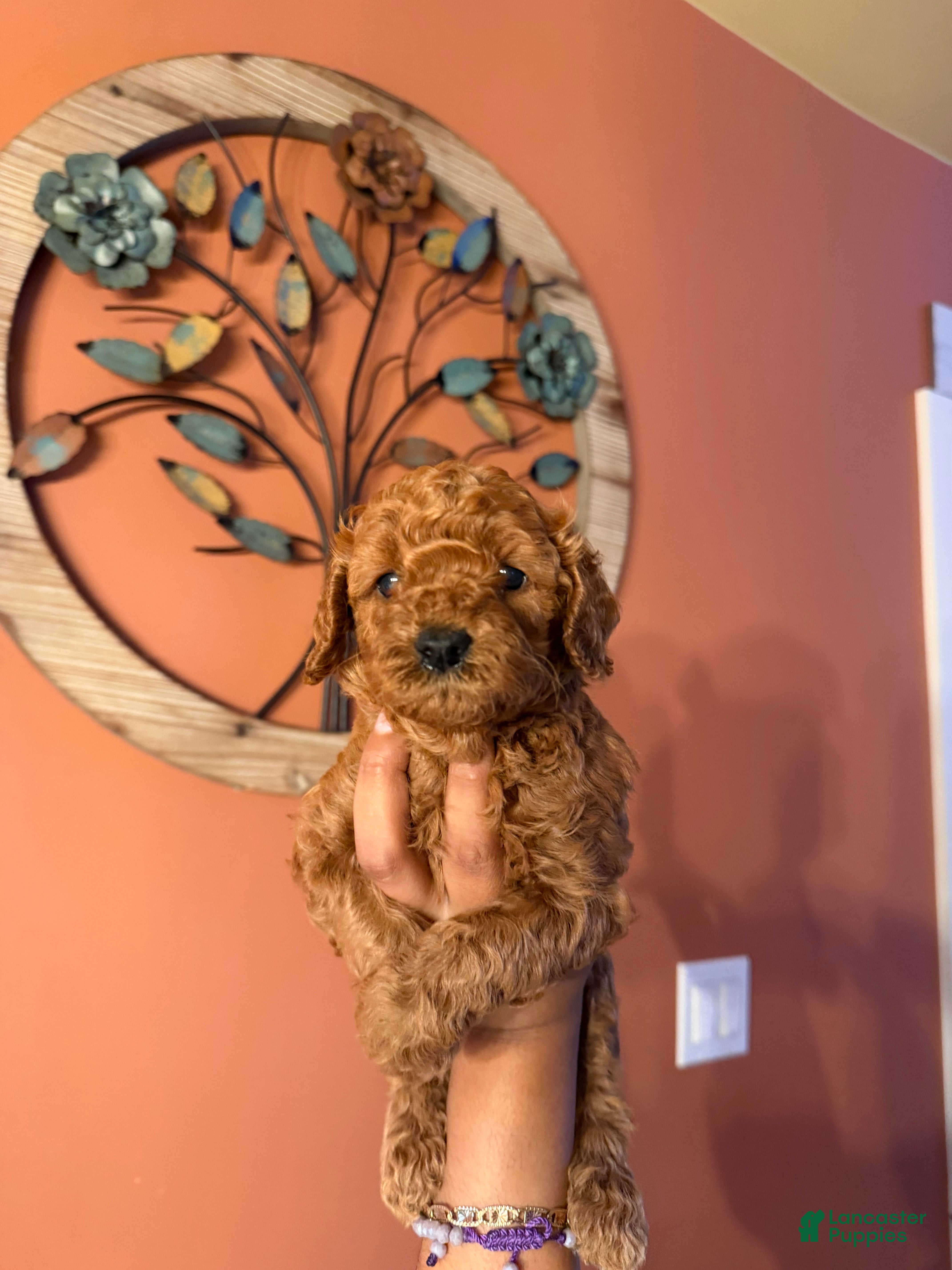 Miniature Poodle dogs for sale: Daisy - Ad 1