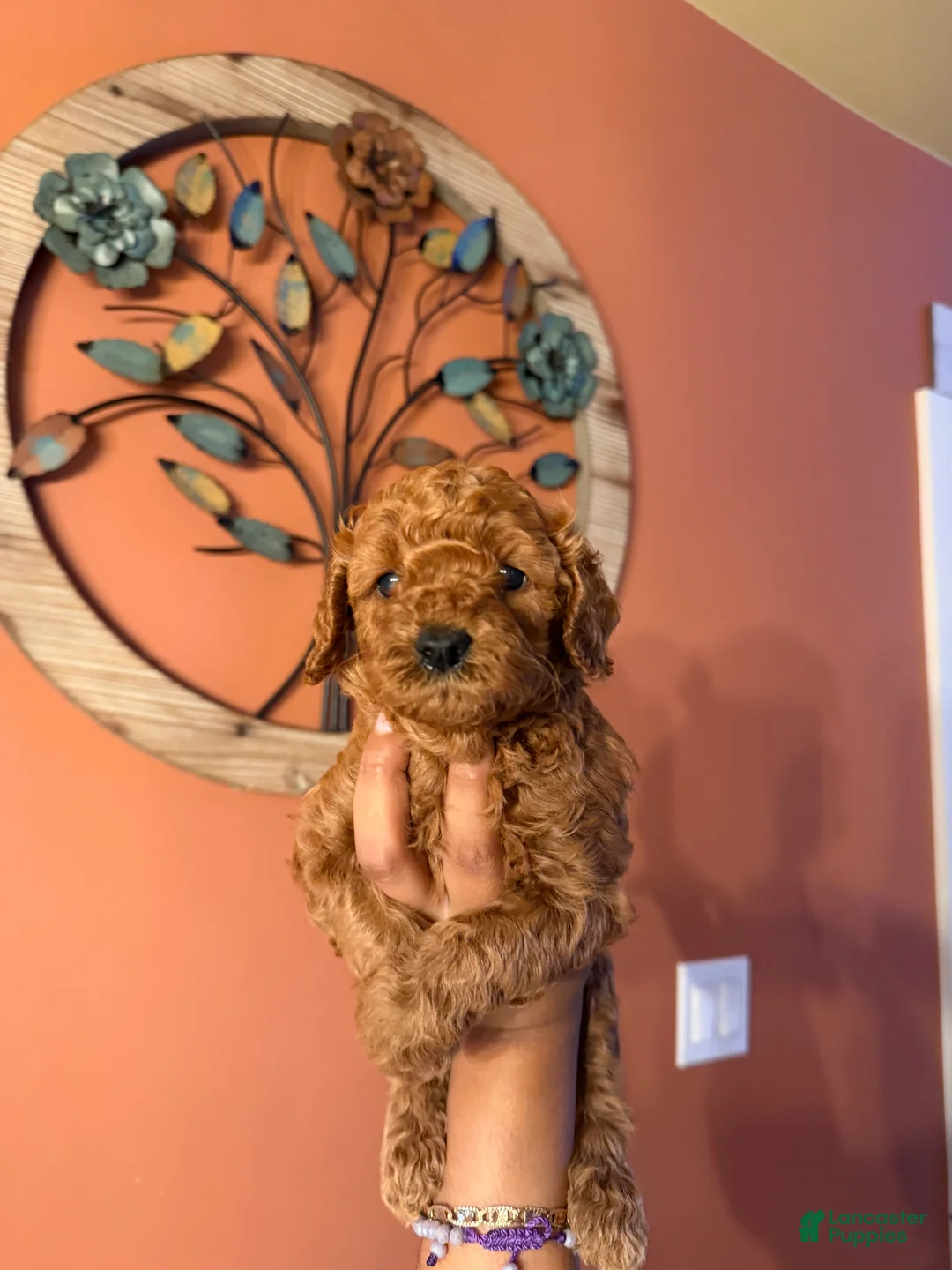 Miniature Poodle dogs for sale: Daisy - Ad 1