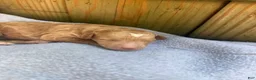 Bichpoo dogs for sale: Sunny - Ad 5