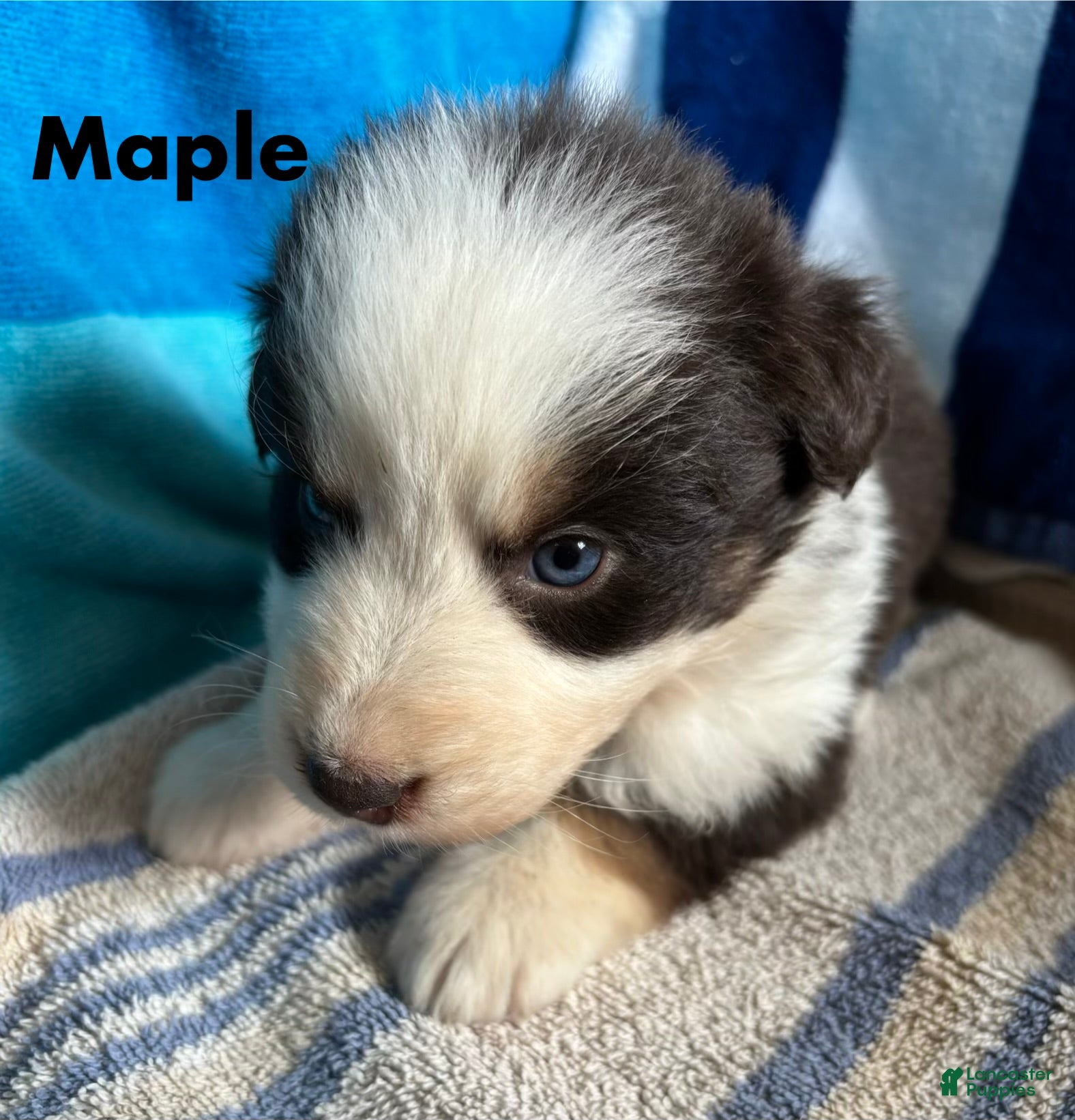 Australian Shepherd dogs for sale: Maple (AKC) - Ad 2